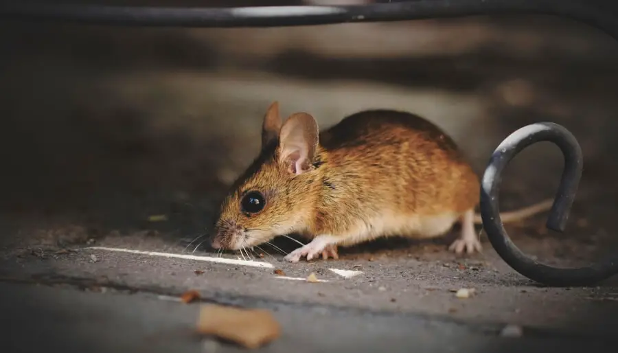 Une souris dans une maison