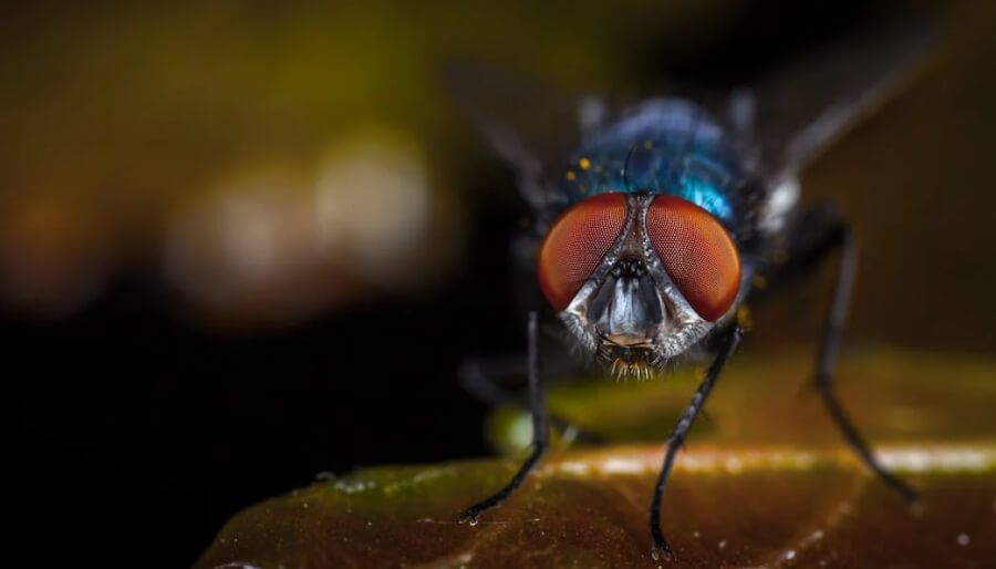 Un zoom sur une mouche