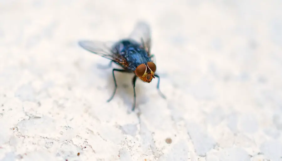 Une mouche qui est posée