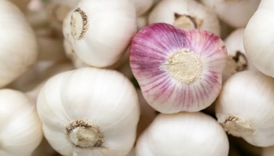 De l'ail comme anti-moustiques naturel