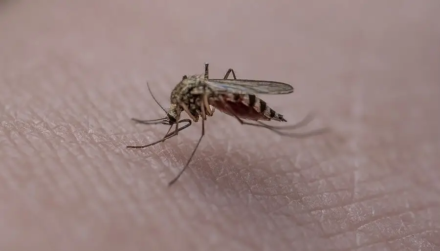 Un moustique entrain de piquer une personne