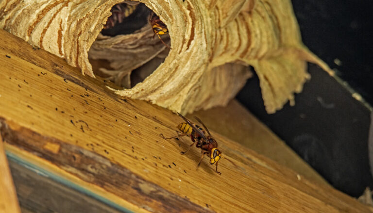 5 pièges pour frelons asiatiques efficaces pour la maison