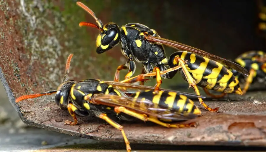 Deux guêpes sur un objet en métallique