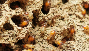 Une invasion de termites