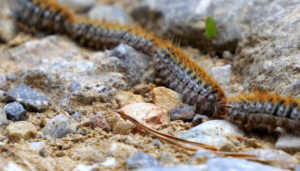 Des chenilles processionnaires les unes derrière les autres