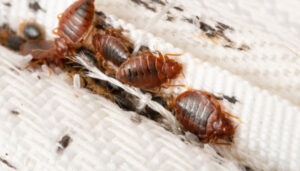 Une invasion de punaises de lit