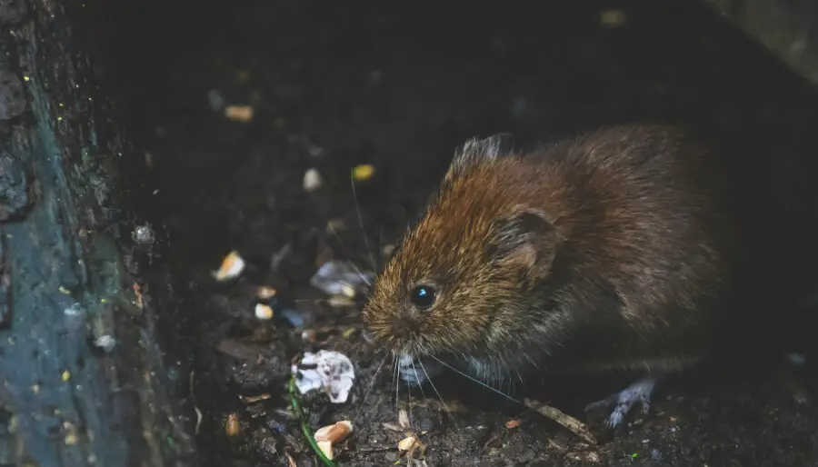 Un rat dans un endroit humide