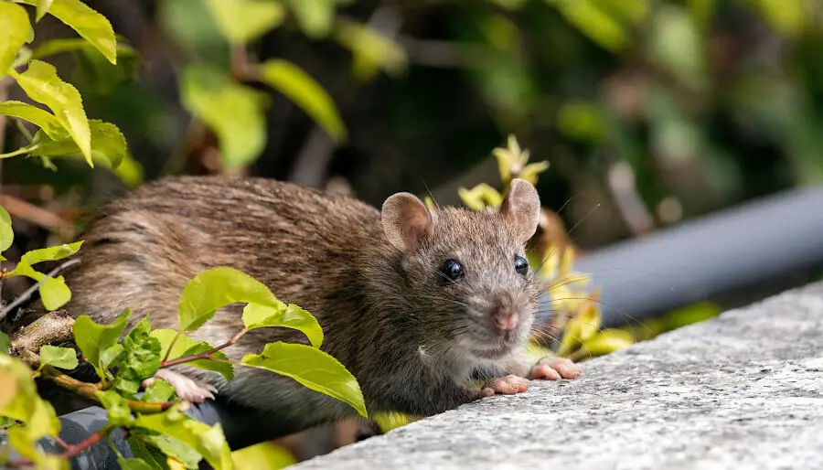 Un rat dehors