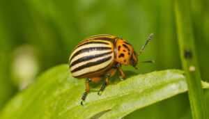 Un doryphore sur une plante