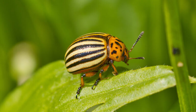 Un doryphore sur une plante