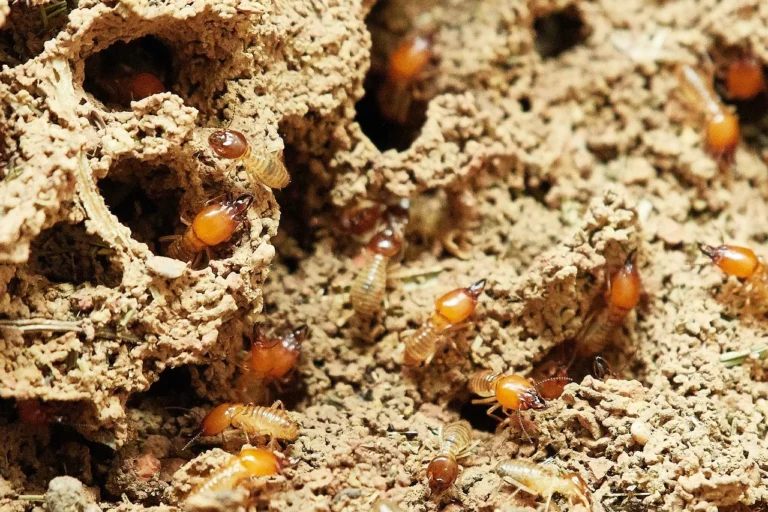 termites g9da4124e6 1280